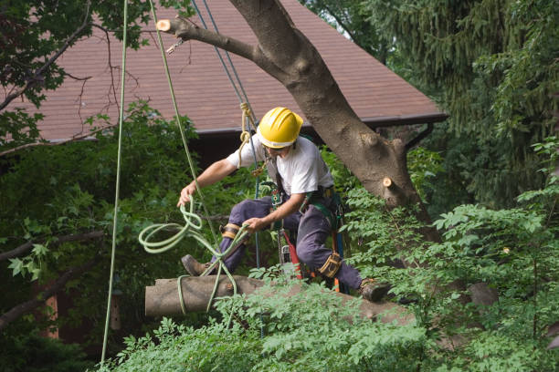 Interlachen, FL Tree Care Company