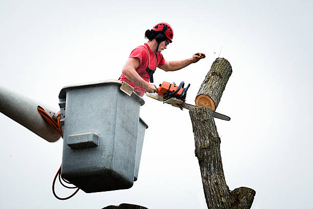 How Our Tree Care Process Works  in  Interlachen, FL