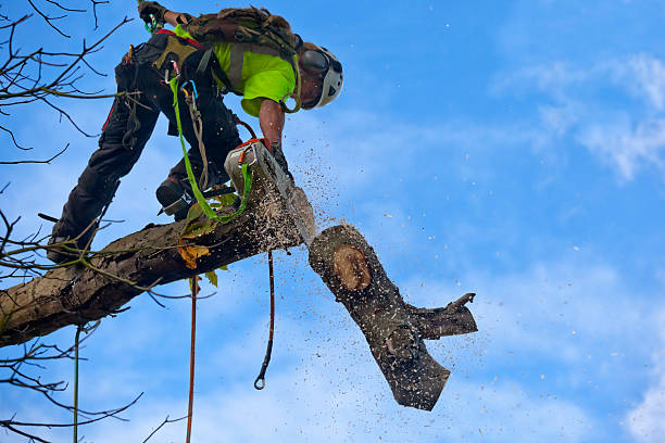 Pest Control for Lawns in Interlachen, FL